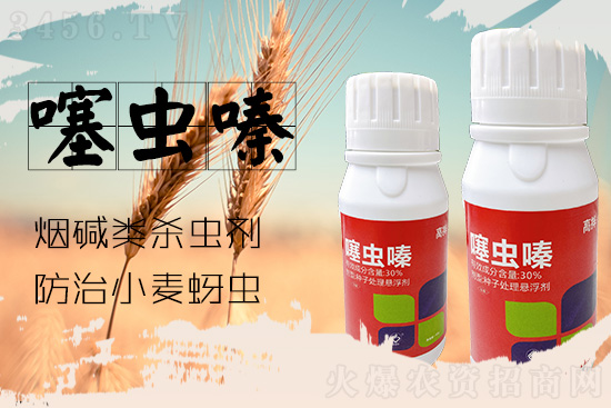 小麦蚜虫来势汹汹！什么时候防治效果好？