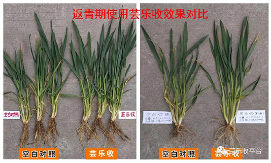 芸乐收在小麦上的应用效果